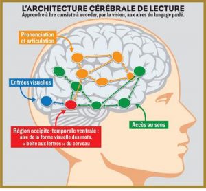 Cerveau et lecture